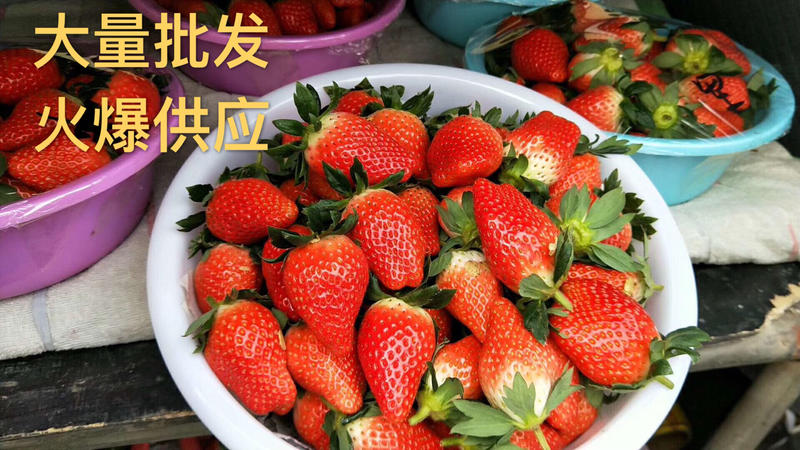 甜宝草莓新鲜供应盒装【支持空运冷链对接电商微商超市】