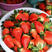 甜宝草莓新鲜供应盒装【支持空运冷链对接电商微商超市】