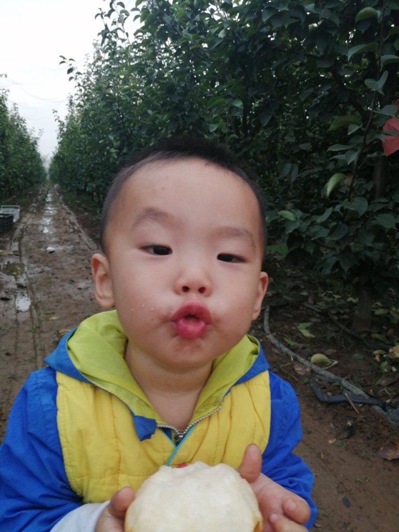 晚秋黄梨
