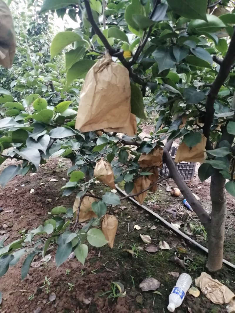 晚秋黄梨