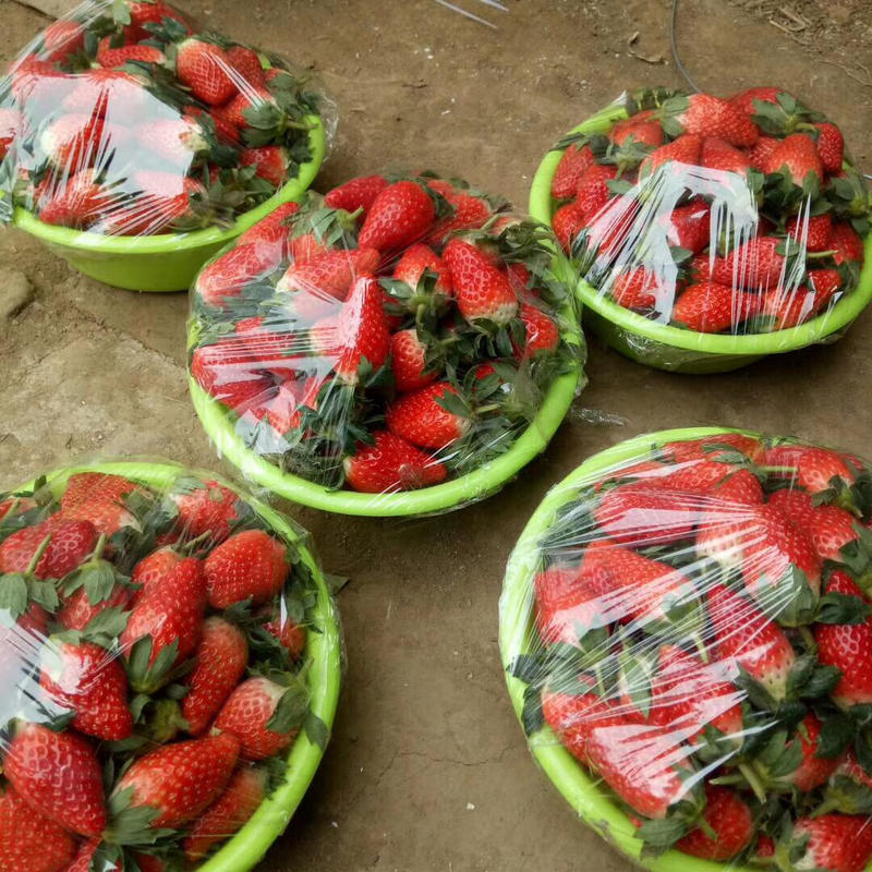 奶油草莓新鲜供应产地代办大量批发支持空运