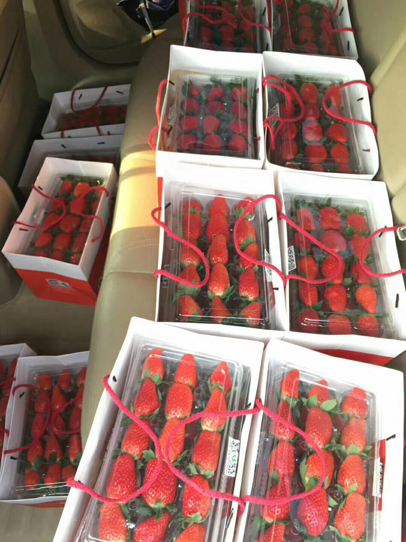 奶油草莓新鲜供应产地代办大量批发支持空运