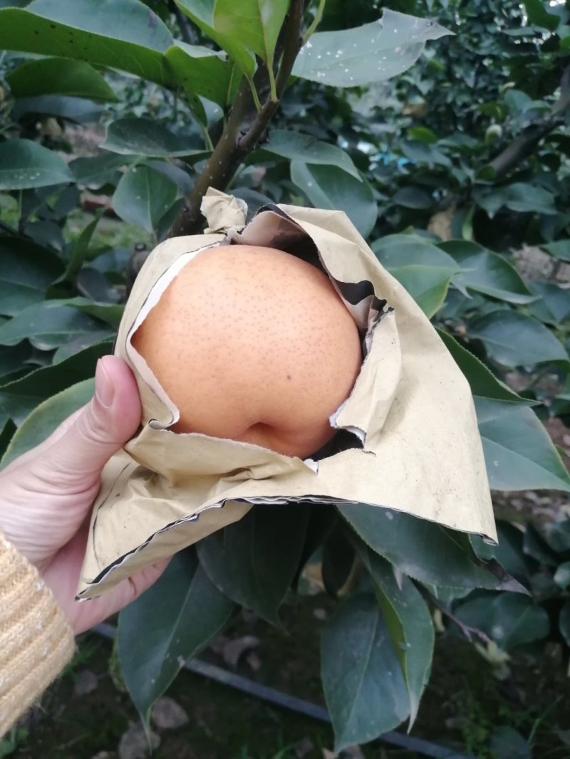 晚秋黄梨套袋