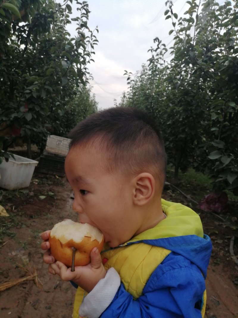 秋梨套袋