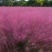 粉黛乱子草乱子草花海基地直供欢迎选购