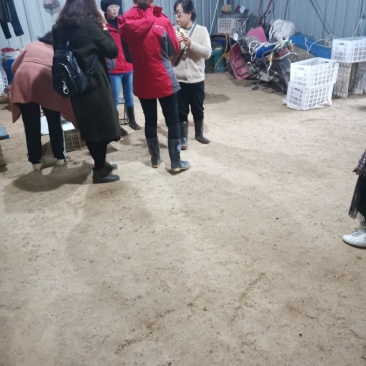 板栗红薯