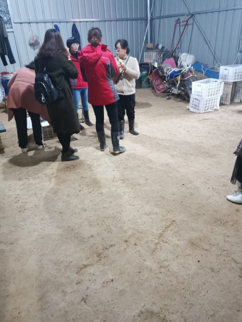 板栗红薯