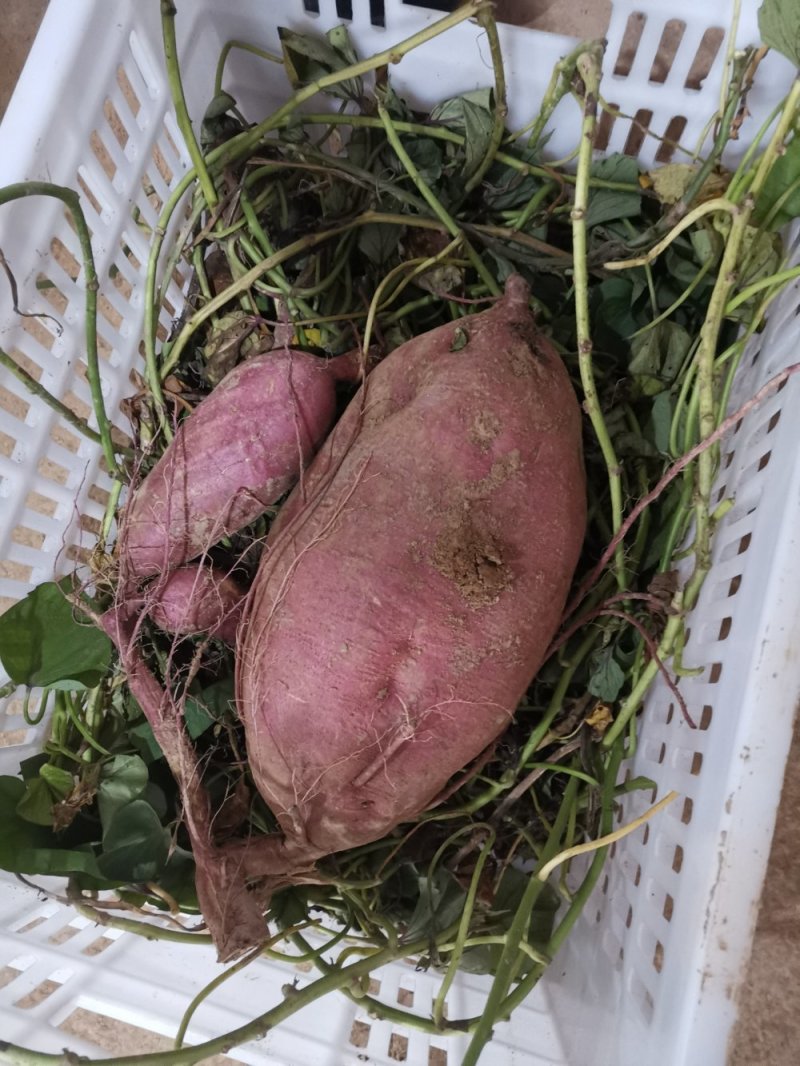 板栗红薯