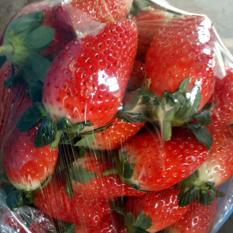 正宗甜宝草莓新鲜孕妇水果规格齐全火爆供应个头均匀新鲜供应