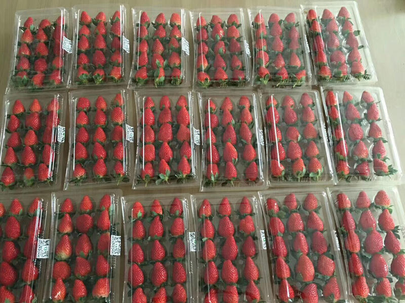 正宗甜宝草莓新鲜孕妇水果规格齐全火爆供应个头均匀新鲜供应