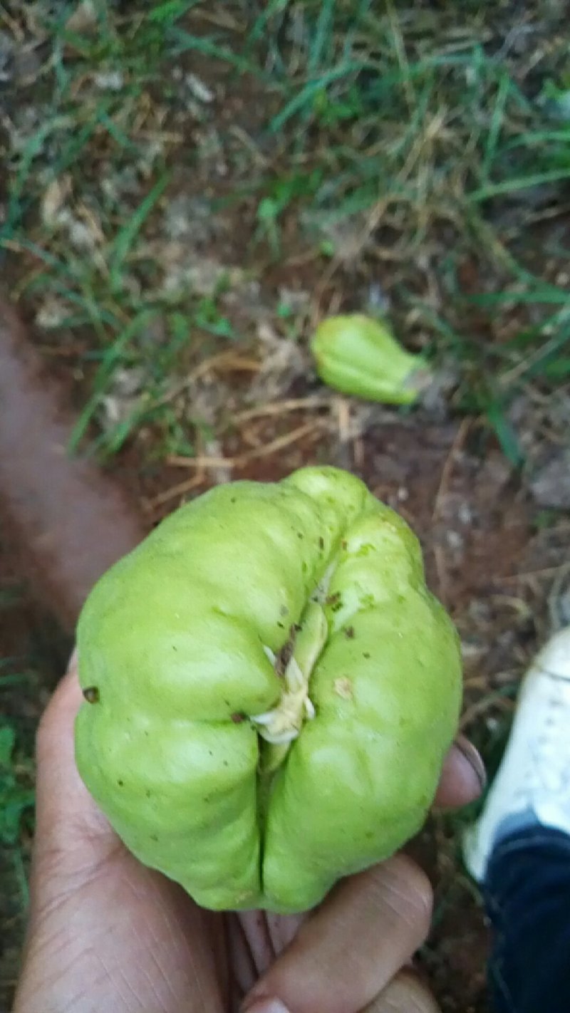 佛手瓜苗