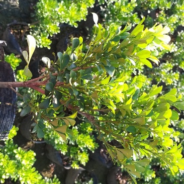 米兰米兰花花开清香，适合绿化，盆栽