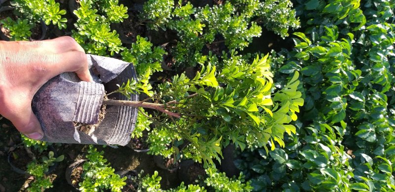 米兰米兰花花开清香，适合绿化，盆栽