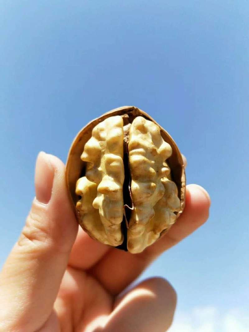 新疆阿克苏185核桃