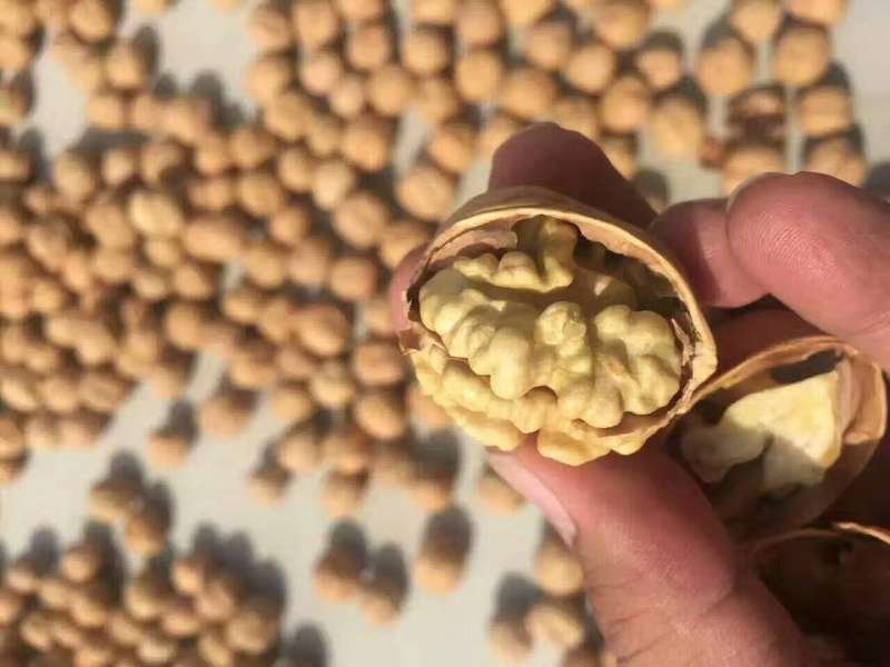 新疆阿克苏185核桃