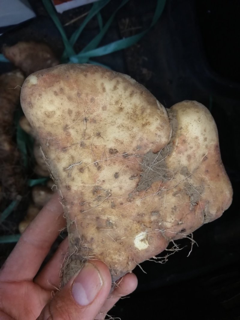 灵芝山药团购