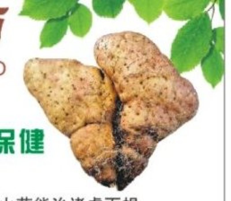 灵芝山药团购