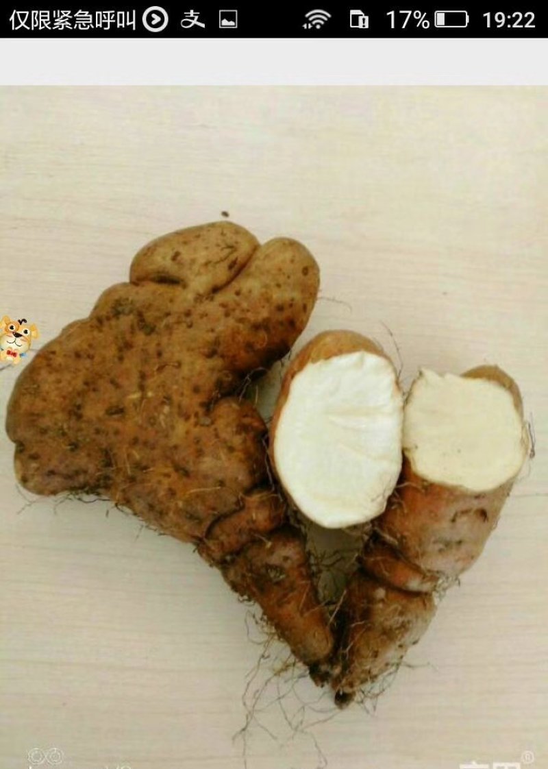 灵芝山药团购