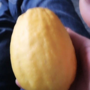 柠檬