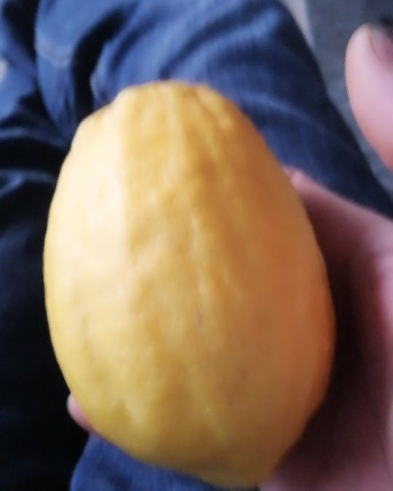 柠檬