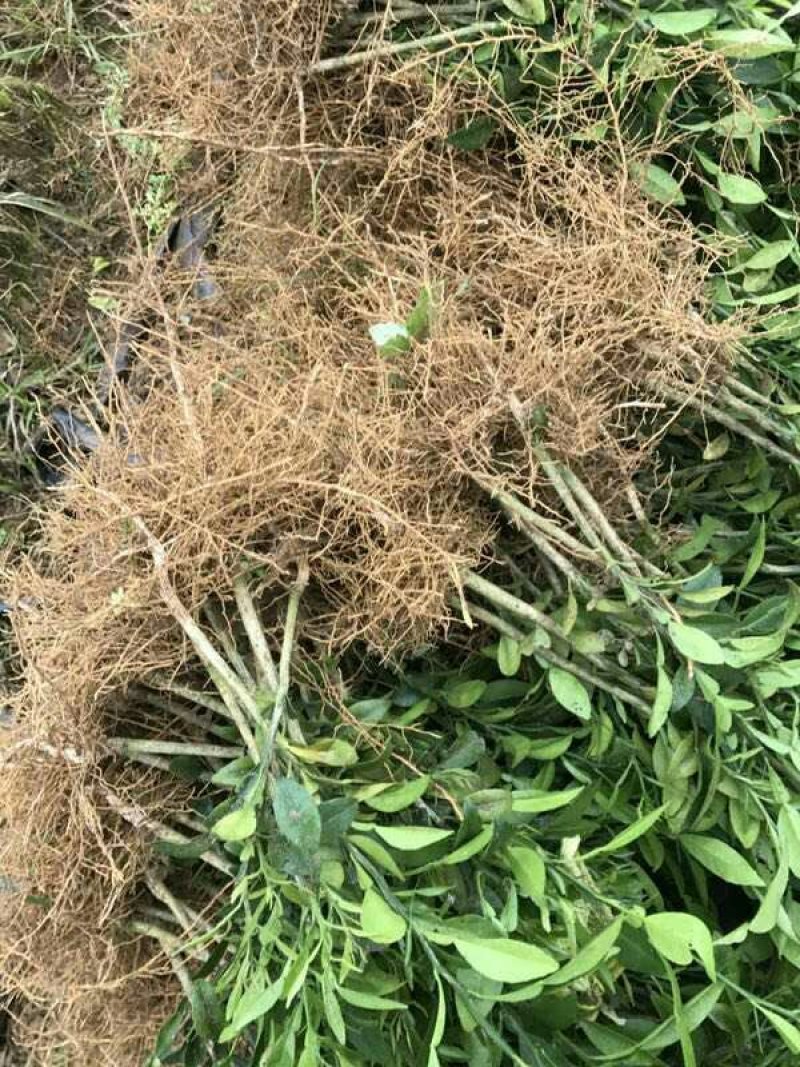 今年新苗香橙苗小叶香橙小苗可嫁接实生苗包邮