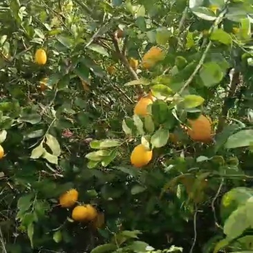 柠檬