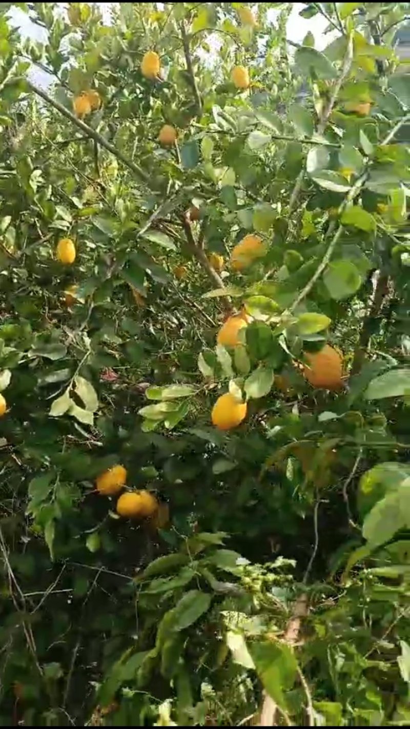 柠檬