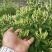 （实力供货）山东费县金银花苗基地直供包活包纯度包回收干品