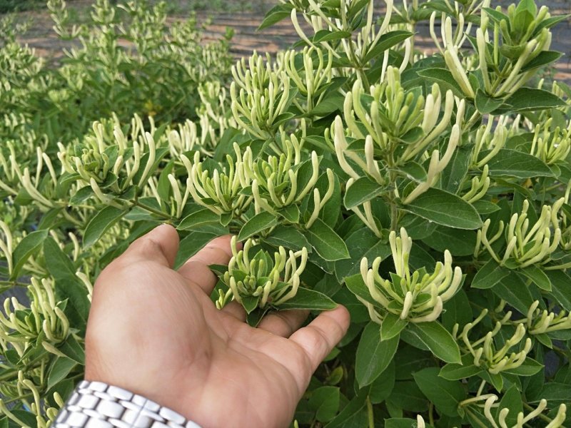 （实力供货）山东费县金银花苗基地直供包活包纯度包回收干品