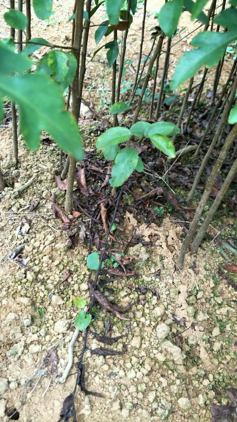 供应棠梨苗鸟梨苗山梨苗野梨苗包邮