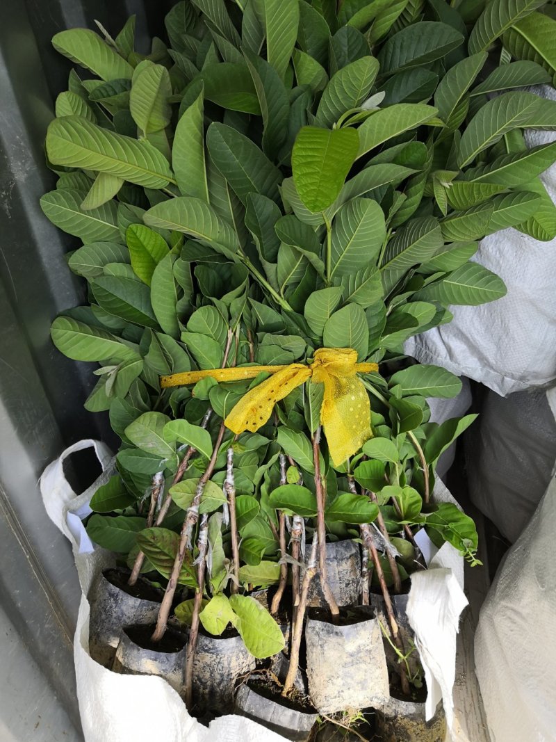 原产地直销珍珠芭乐番石榴苗，厂家自己培育，价格优惠
