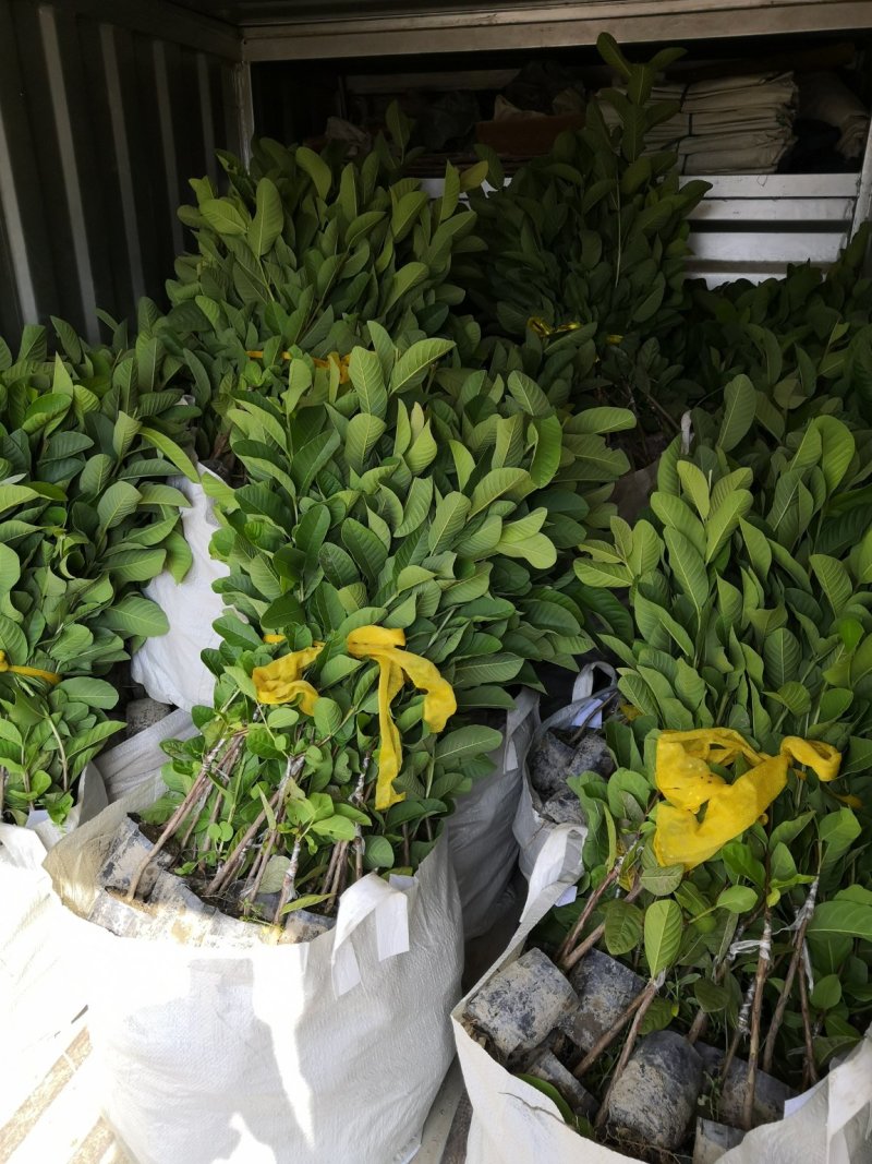 原产地直销珍珠芭乐番石榴苗，厂家自己培育，价格优惠