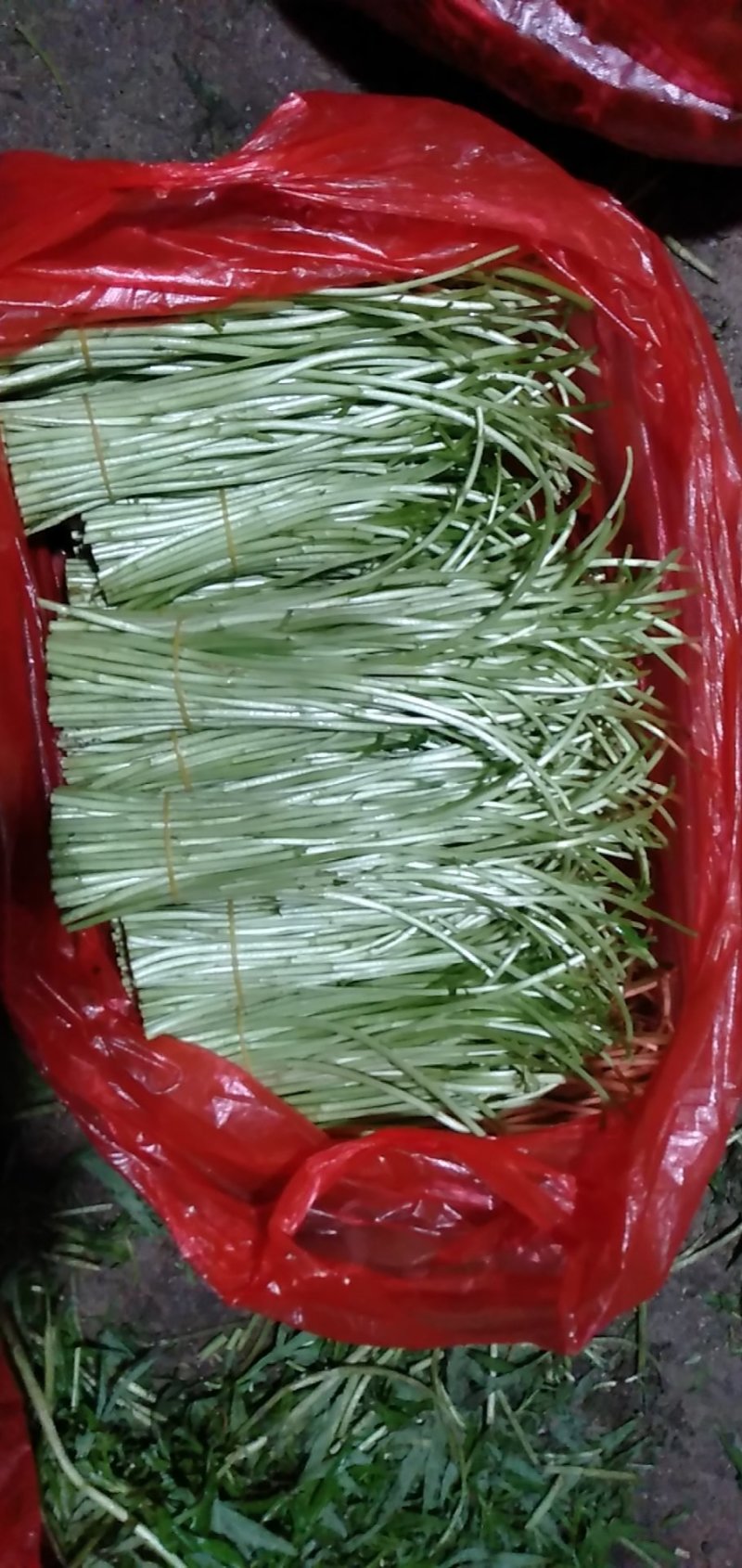 精品芦蒿！