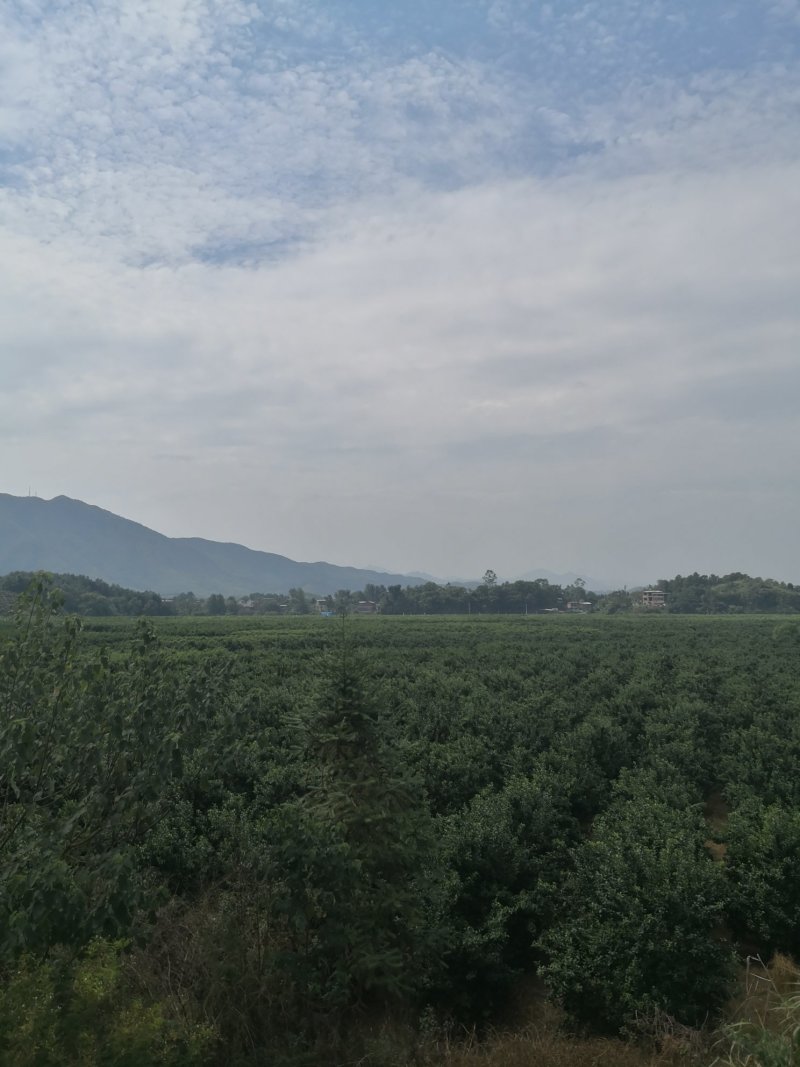 砂糖橘，还有两个月要上市了