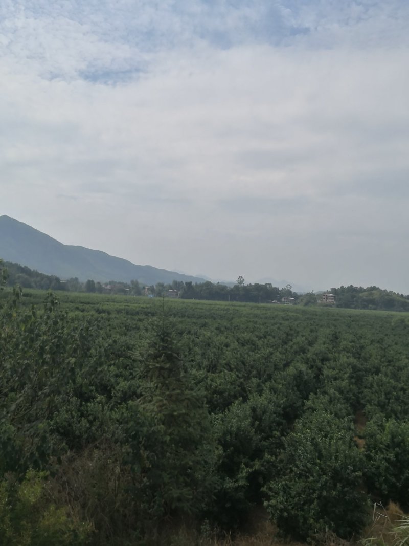 砂糖橘，还有两个月要上市了
