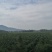 砂糖橘，还有两个月要上市了