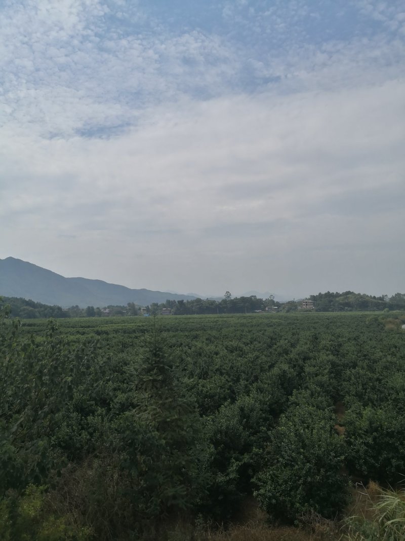 砂糖橘，还有两个月要上市了