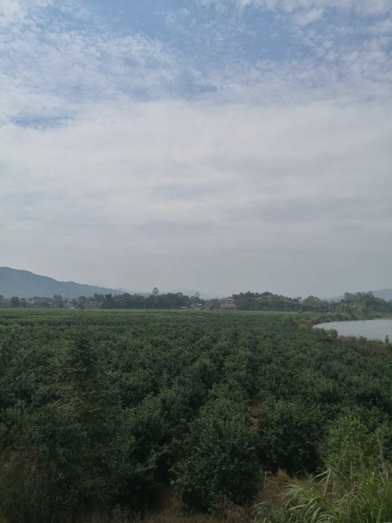 砂糖橘，还有两个月要上市了