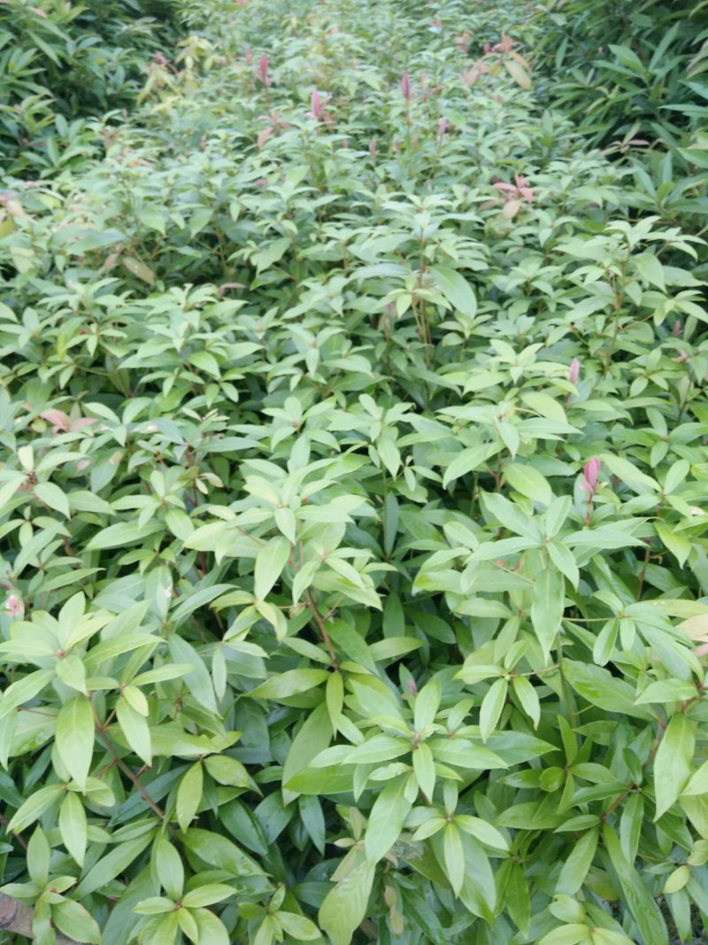 3代良种杉木苗，木荷，枫香，楠木，红豆杉，油茶，湿地松等