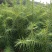 3代良种杉木苗，木荷，枫香，楠木，红豆杉，油茶，湿地松等