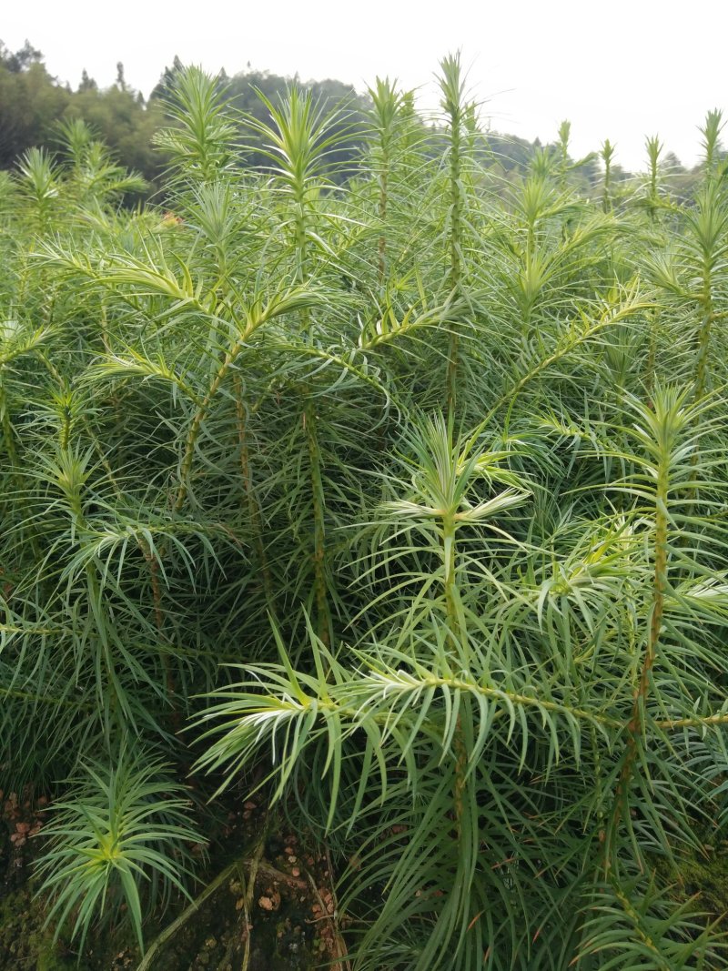 3代良种杉木苗，木荷，枫香，楠木，红豆杉，油茶，湿地松等
