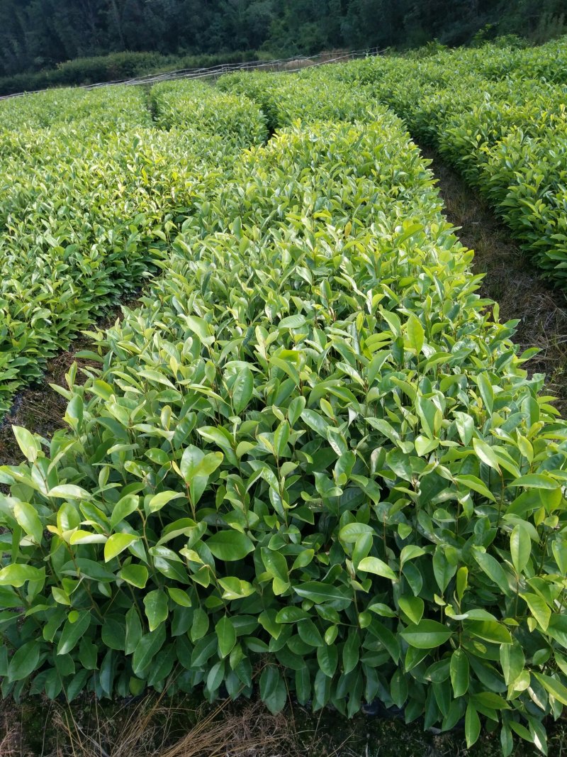 3代良种杉木苗，木荷，枫香，楠木，红豆杉，油茶，湿地松等