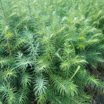 3代良种杉木苗，木荷，枫香，楠木，红豆杉，油茶，湿地松等