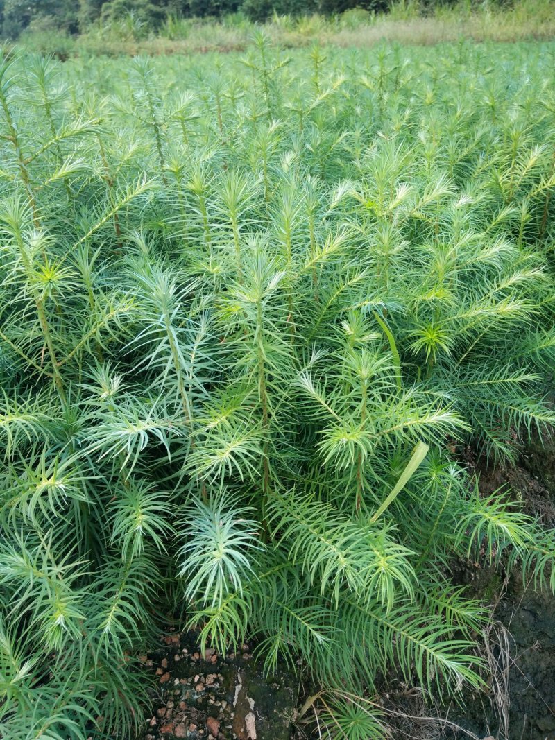 3代良种杉木苗，木荷，枫香，楠木，红豆杉，油茶，湿地松等