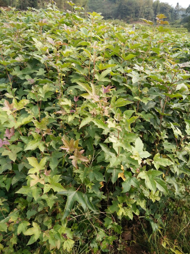 3代良种杉木苗，木荷，枫香，楠木，红豆杉，油茶，湿地松等