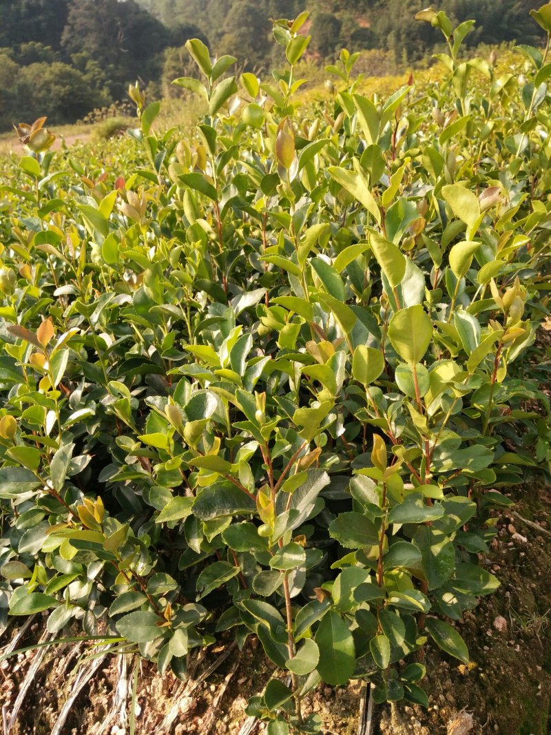 3代良种杉木苗，木荷，枫香，楠木，红豆杉，油茶，湿地松等