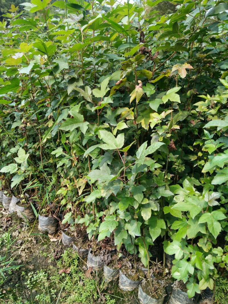 3代良种杉木苗，木荷，枫香，楠木，红豆杉，油茶，湿地松等