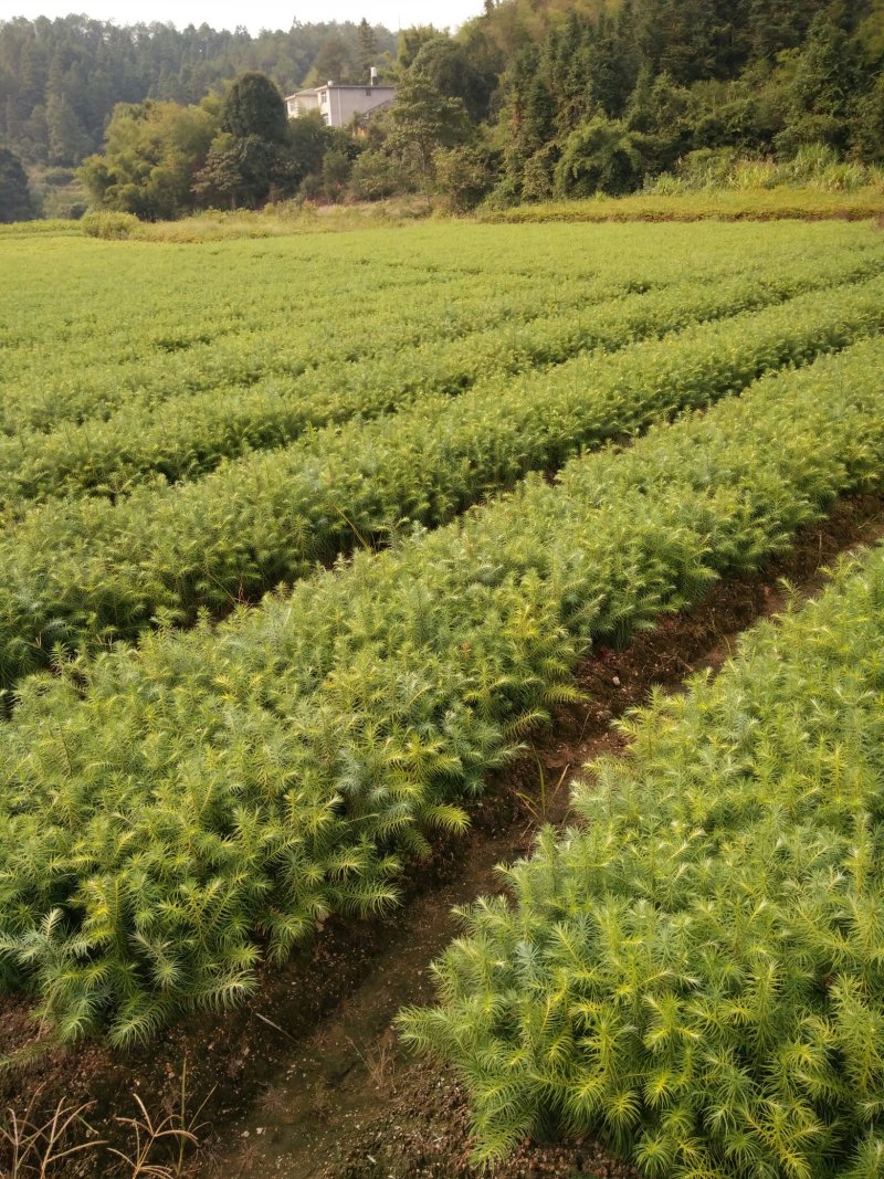3代良种杉木苗，木荷，枫香，楠木，红豆杉，油茶，湿地松等