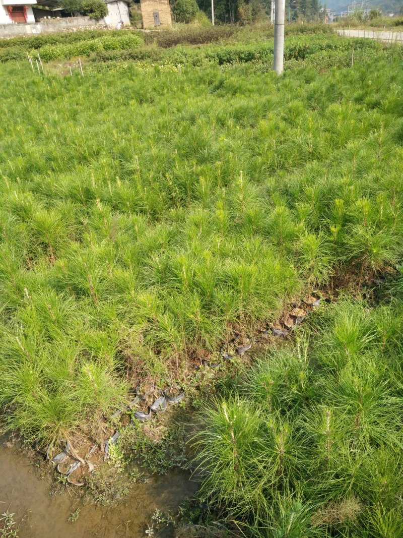 3代良种杉木苗，木荷，枫香，楠木，红豆杉，油茶，湿地松等