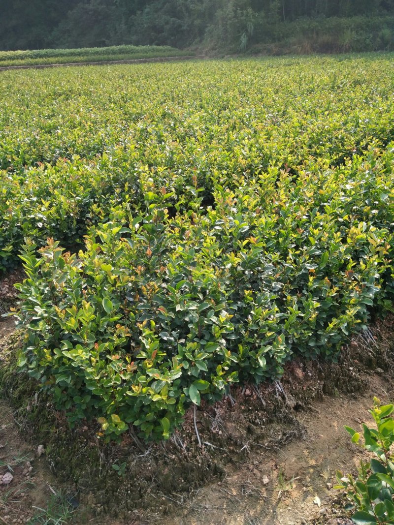 3代良种杉木苗，木荷，枫香，楠木，红豆杉，油茶，湿地松等